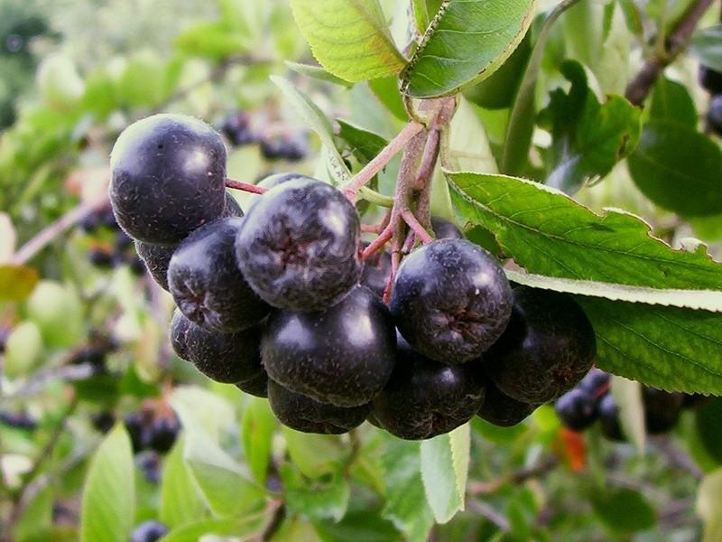 800px-Aronia_melanocarpa