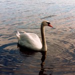 Łabędź z Kaszub, spoko koleś choć trochę wkurzony