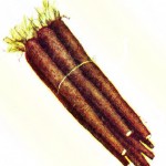 Scorzonera,_Iduns_kokbok