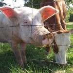 Świnia i krowa Smaki z Polski