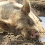 Świnia Smaki z Polski