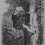 491px-Jozef_Lapczynski_-_Wybieranie_barci_u_Kurpiów