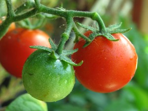 Green/Red Cherry Tomato
