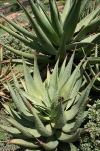 Aloe_ferox_IMG_2679