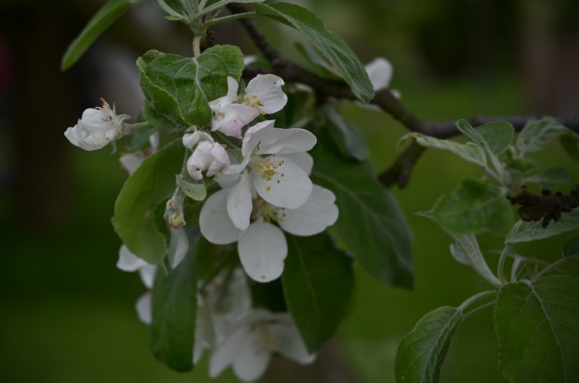 Arboretum_Strzelin-11