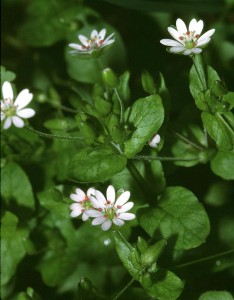 Stellaria_neglecta_eF