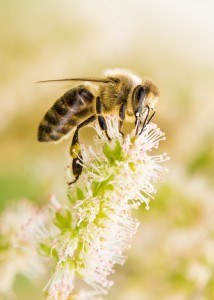 Bee on Flower