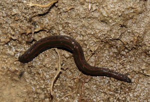 Hirudo_medicinalis