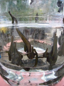 Hirudo_medicinalis_-_sanguisuga_1070197