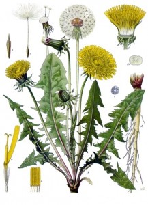 Taraxacum_officinale_-_Köhler–s_Medizinal-Pflanzen-135