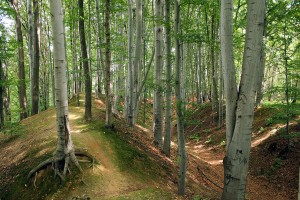 1024px-Lubomia,_grodzisko_789