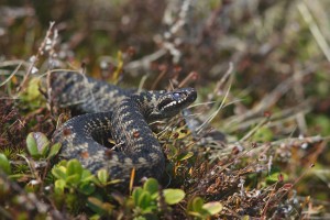 Vipera_berus_(Marek_Szczepanek)