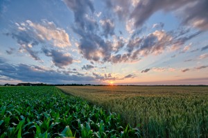 Sunset on Fields near City