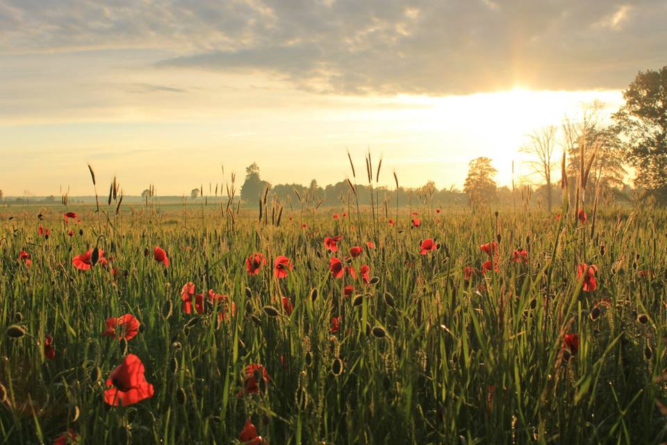 10349091_239181479622043_6065326436552509799_n