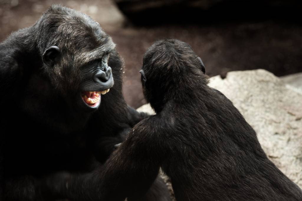 Gorilla Dispute