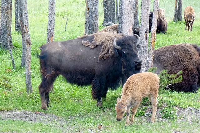 bison-142165_640