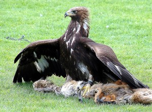 1024px-Adler_Arena_Landskron_01