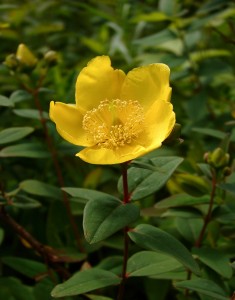 Hypericum_oblongifolium