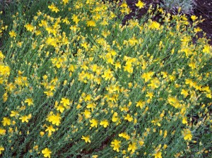 Hypericum_olympicum
