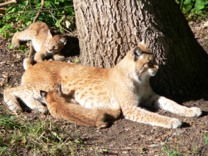 Lynxes_at_Skansen (1)