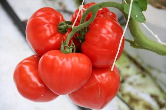 1521748_1506048276298328_372676368416775107_n