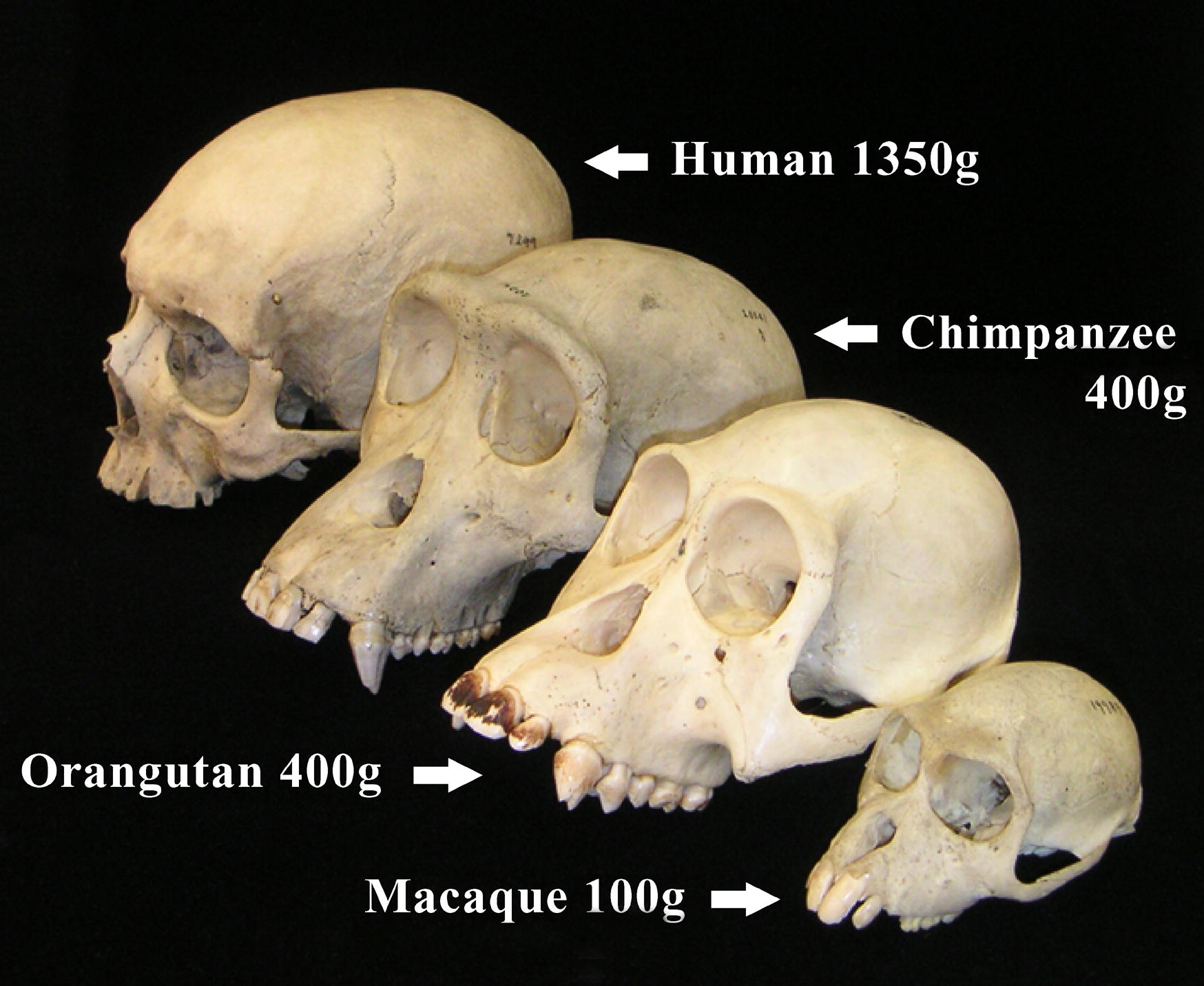 Primate_skull_series_with_legend_cropped