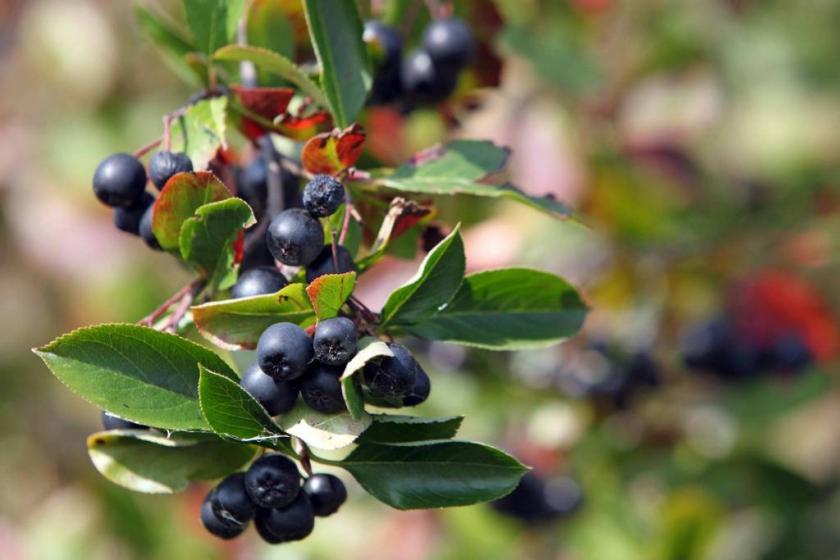 10673346_837118249631601_1523756336_o