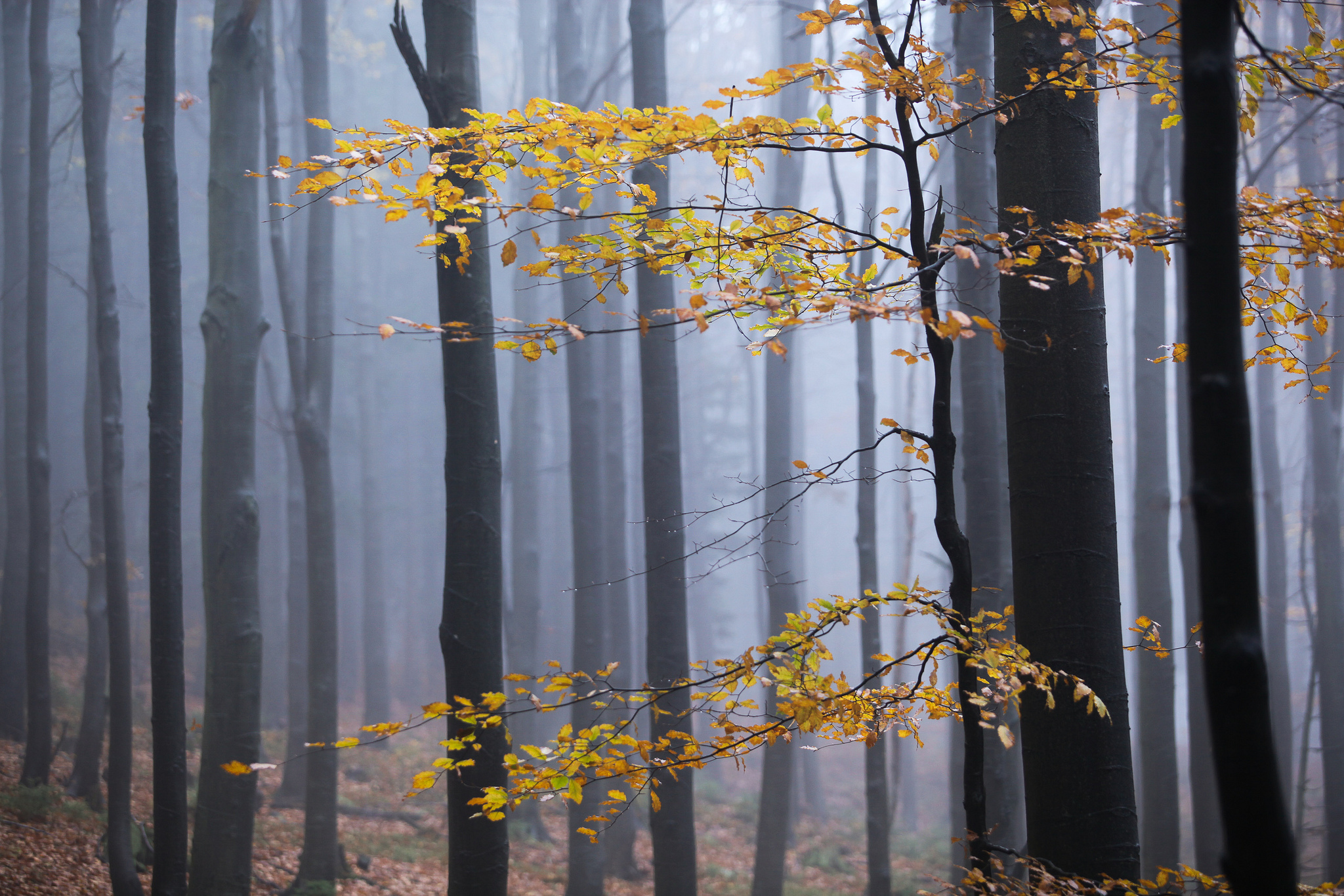 10676859925_d20640a735_k