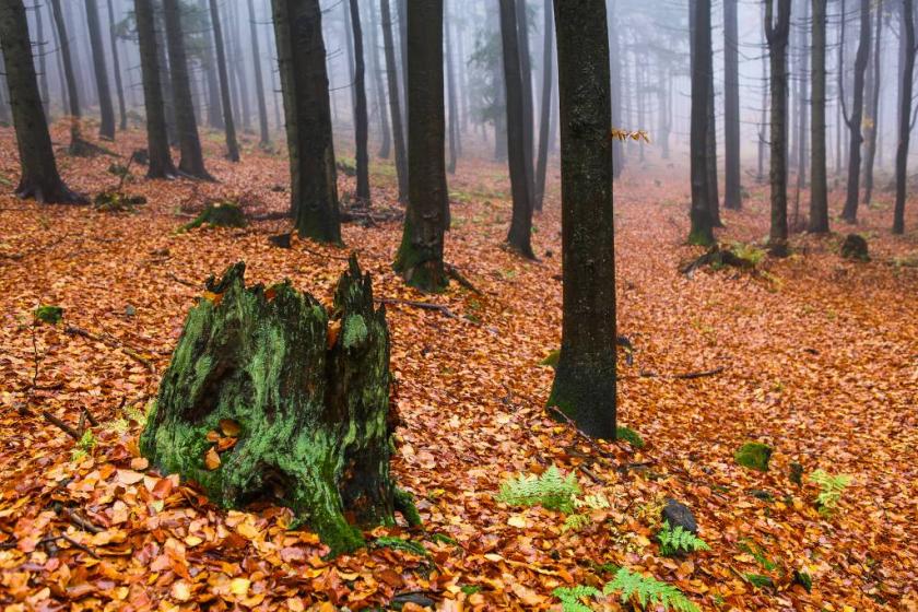 10676926556_9e5c7cd0de_k