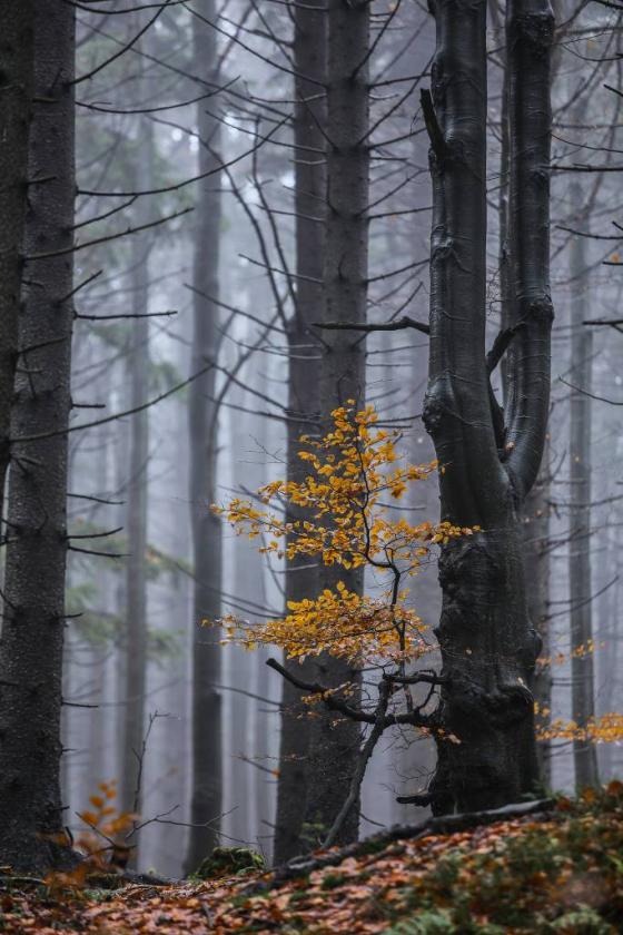 10676930264_de80ddb31f_k