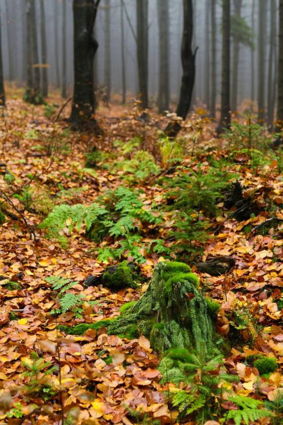 10676937964_773cf4ead5_k