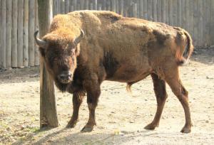 Bison_bonatus_Zoo_Praha_2011-1