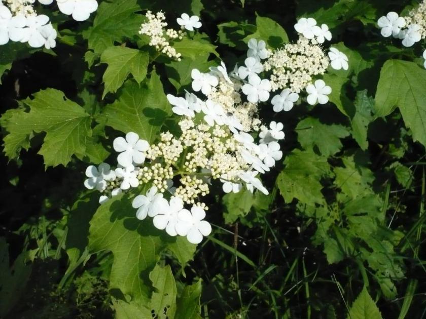 Viburnum_opulus_OM25
