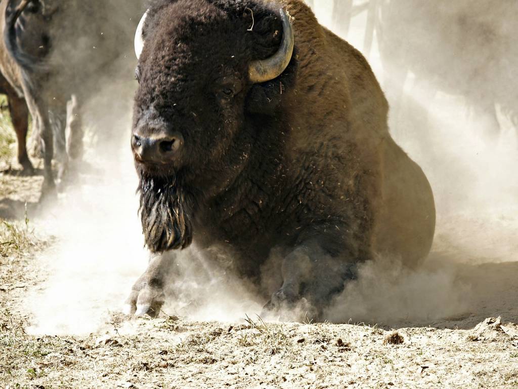 bison-58162_1280