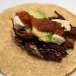 Taco z owadami