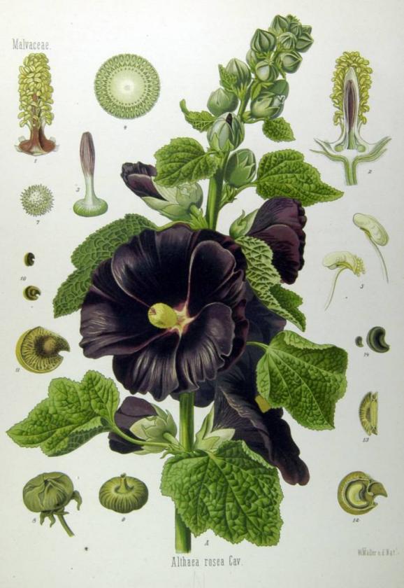 Althaea_rosea_(Köhler)