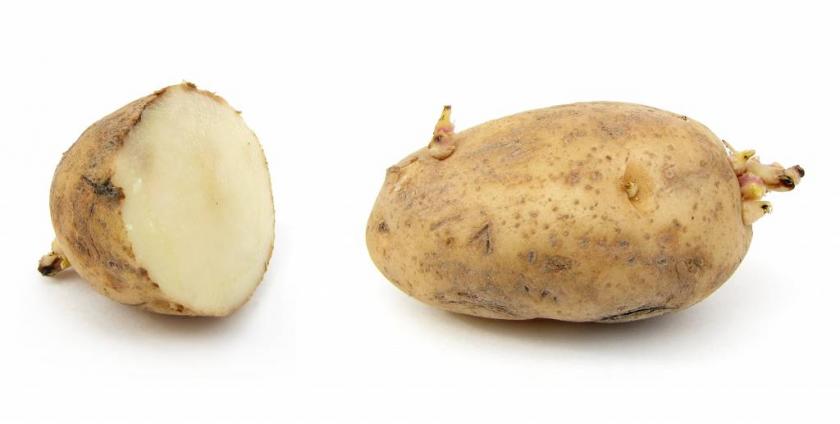 Russet_potato_cultivar_with_sprouts