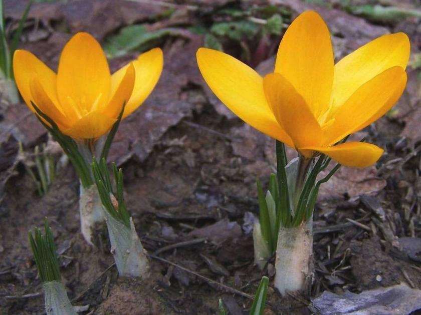 Crocus_aureus_a1