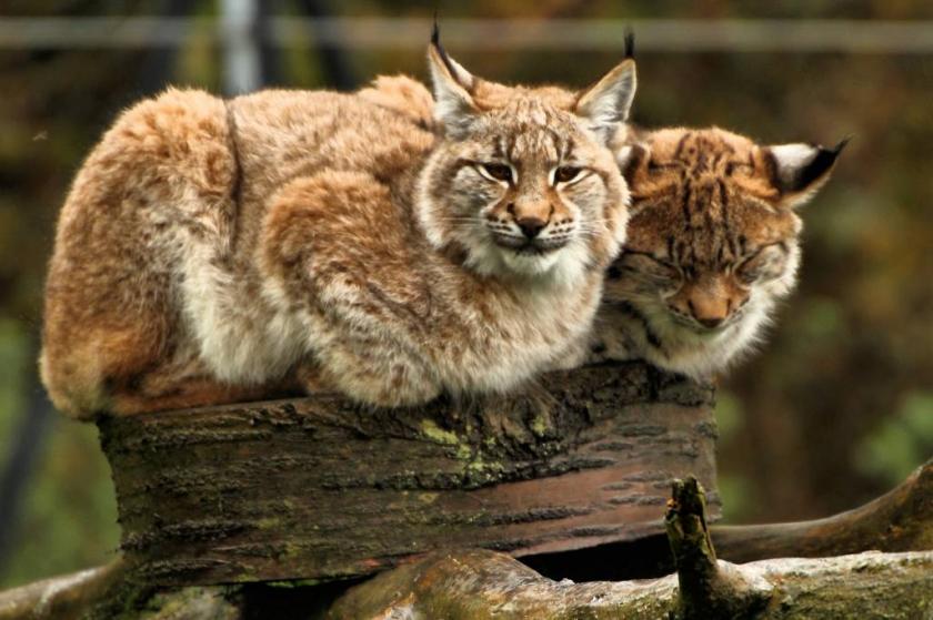 European_Lynx_-_Whipsnade_Zoo_(10774402114)
