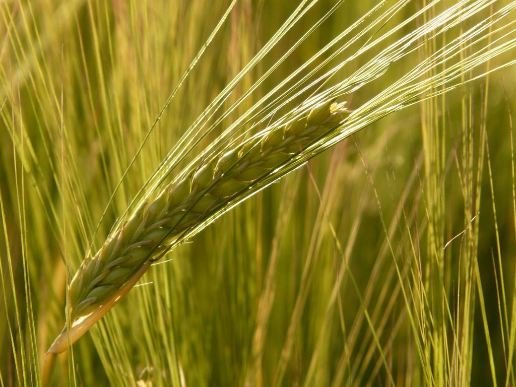 barley-field-8230_1920