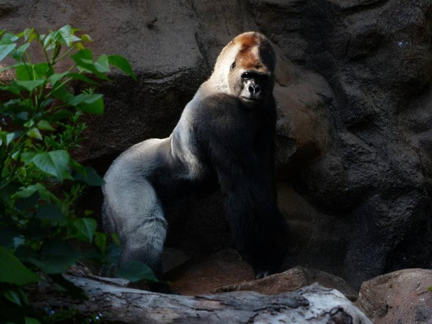 gorilla-406528_1280
