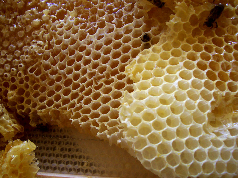 Wosk pszczeli