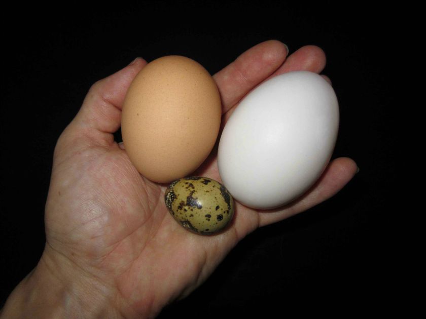 Jajka - właściwości, rodzaje i zastosowanie