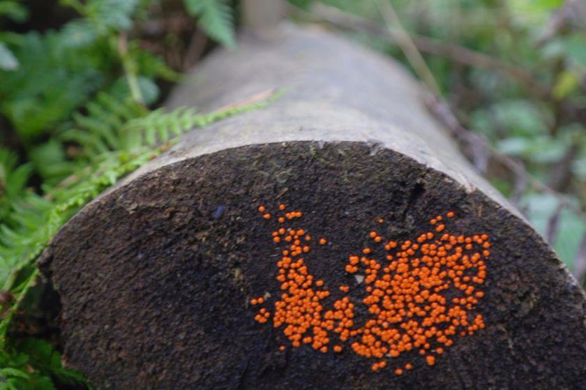 wrzesien2011-429-1024x681