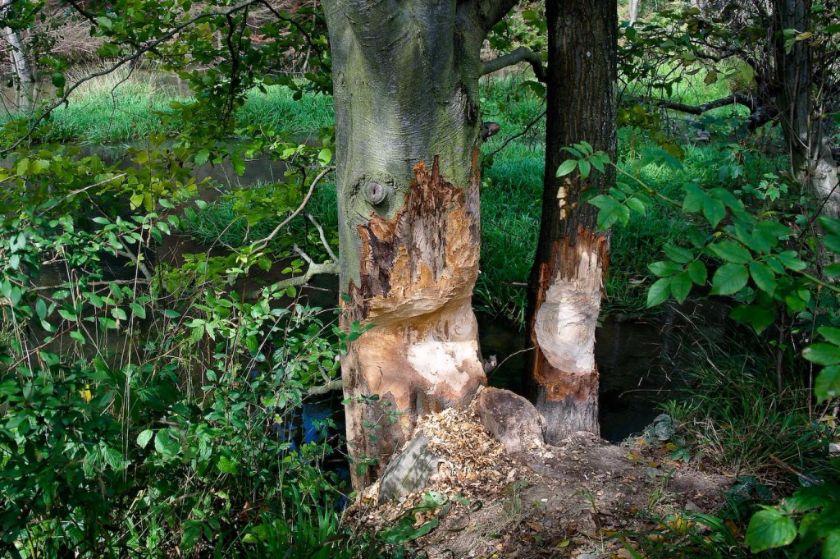 wysowatrasa4-1024x681