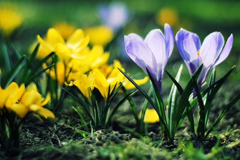 krokusy