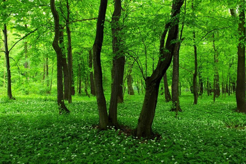 Uroczysko Zielona - Dąbrowa Górnicza; Allium ursinum - Czosnek niedźwiedzi