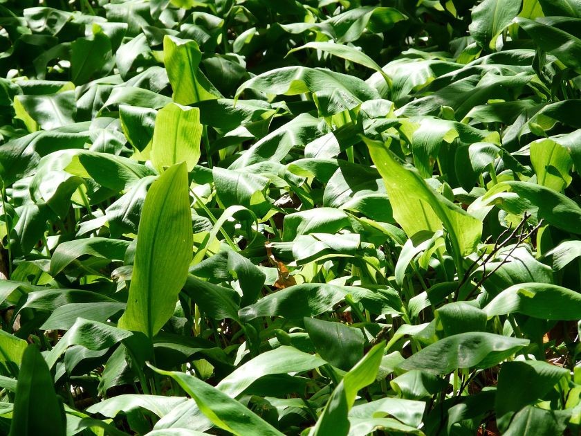 czosnek niedźwiedzi liście na łące