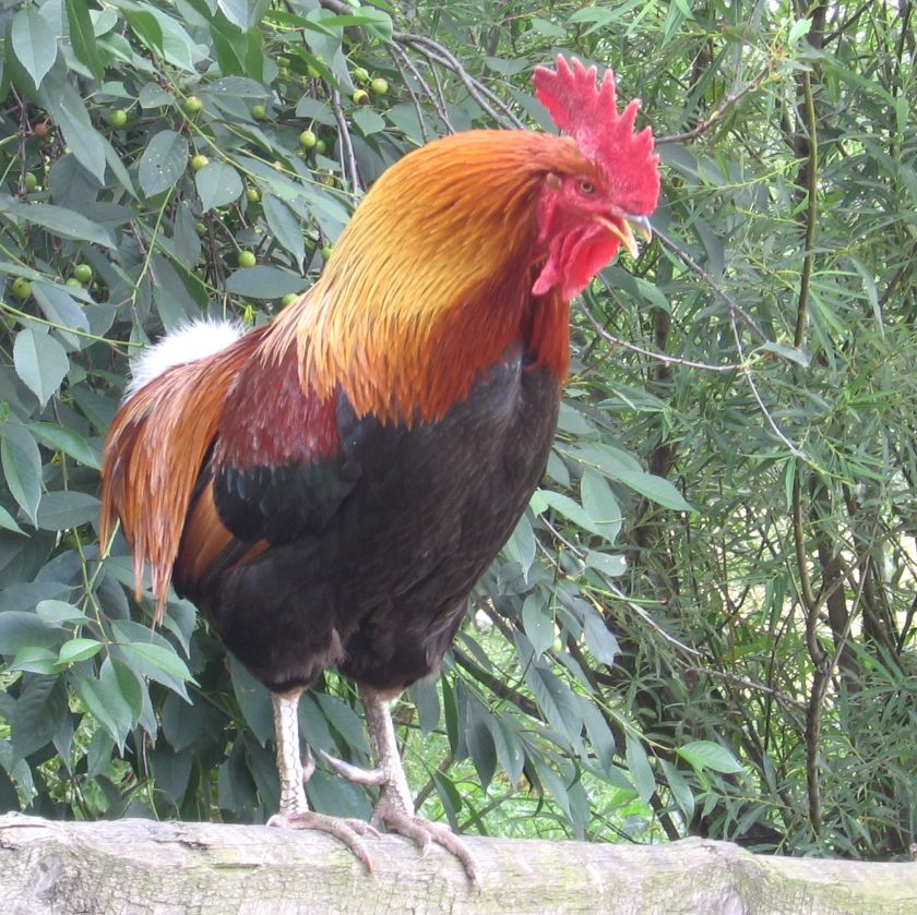 nadziewany pieczony kapłon