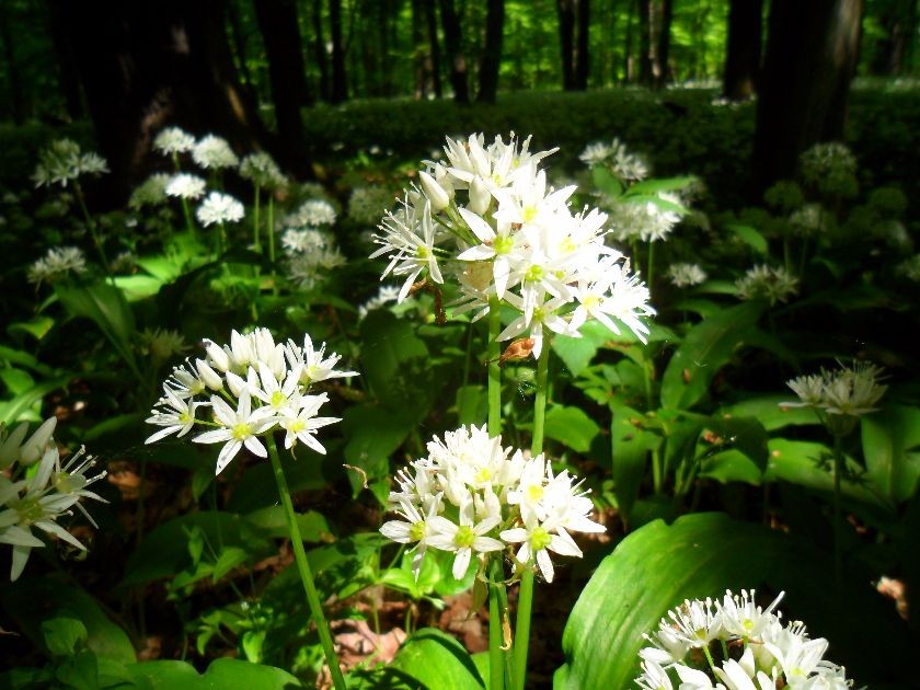 czosnek niedźwiedzi w lesie